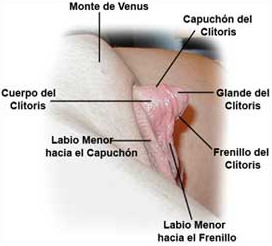 Anatomía clítoris
