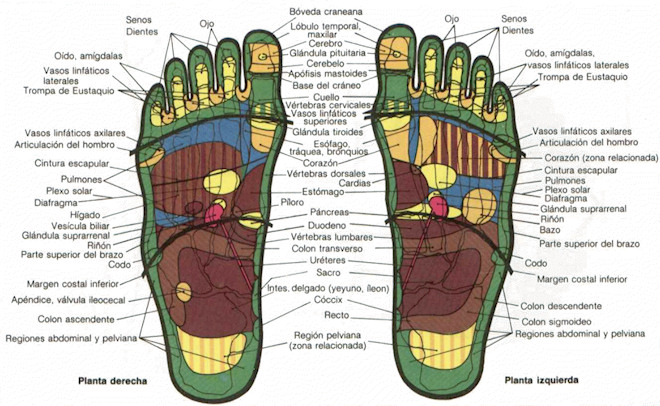Reflexología mapa de los pies
